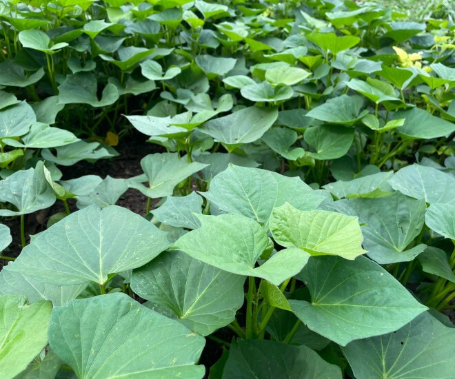 Ruộng rau lang xanh tốt được người dân chăm sóc để cắt ngọn bán ra thị trường - Ảnh minh hoạ 