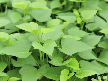 Loại rau lớn nhanh như thổi, giàu dưỡng chất, trồng một lần thu hoạch nhiều lần giúp nông dân làm giàu