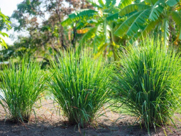 Loại cây gia vị mọc bờ bụi, giàu dưỡng chất, trồng một lần thu hoạch nhiều đợt giúp nông dân làm giàu