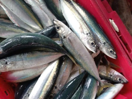 Loại cá rẻ tiền đầy ở chợ Việt nhưng giàu protein, omega-3 ngang cá hồi cho trẻ thông minh