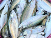 Yêu con - Loại cá phổ biến ở Việt Nam rất giàu omega-3 lại ít ngậm hóa chất, bổ dưỡng giúp trẻ thông minh