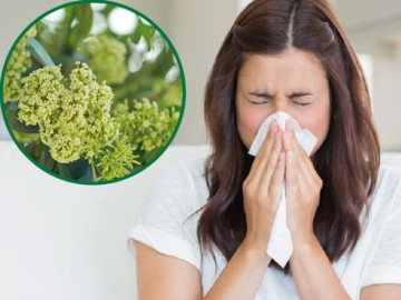 Mùi hoa sữa đậm đặc khắp các tuyến phố Hà Nội có gây ảnh hưởng đến sức khỏe?