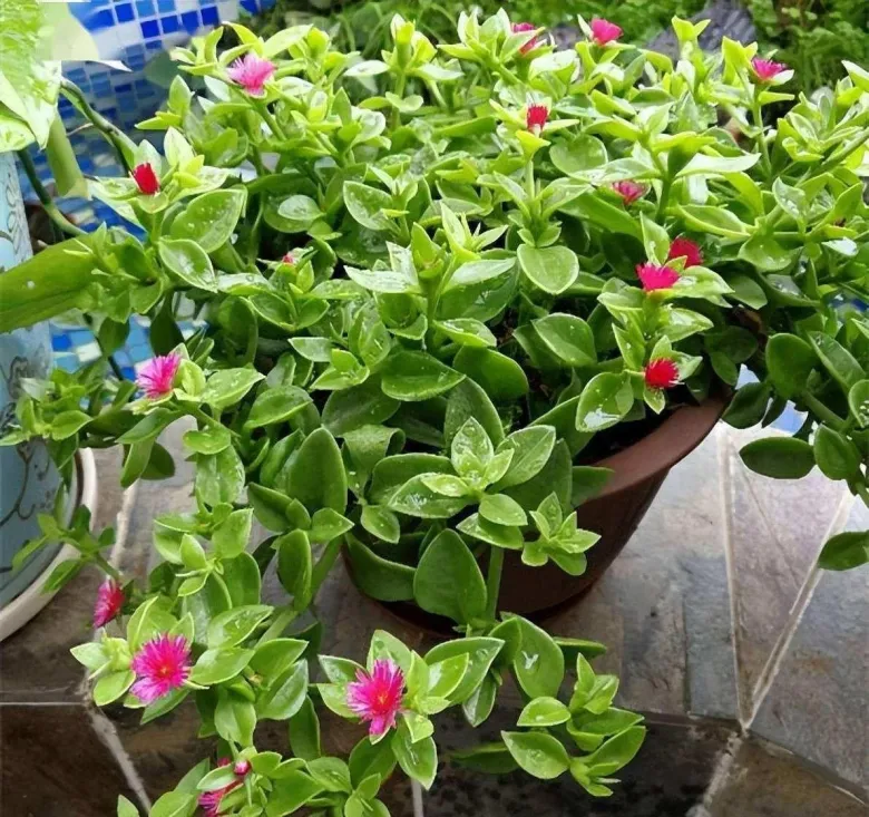 5 cây cảnh amp;#34;đa năngamp;#34; vừa đẹp nhà vừa ăn được lại hút tài lộc, loại thứ 3 quả giá 500.000 đồng/kg nhưng trồng cực dễ - 4