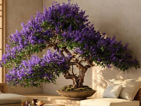 3 cây cảnh bonsai trấn trạch người giàu thích nhất, trồng trong nhà kích hoạt vận may, tài lộc ổn định, phúc khí lâu dài