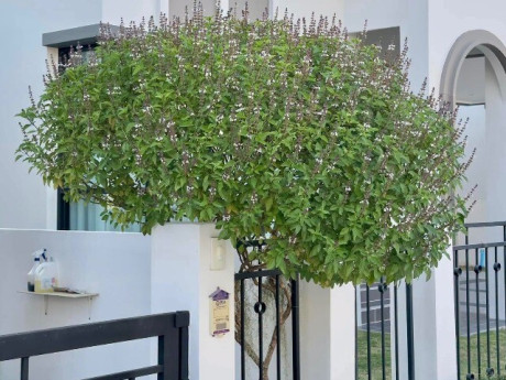 Loại lá vừa ăn vừa làm thuốc, giá 110.000 đồng/kg, trồng một cây làm bonsai trước cổng thơm khắp xóm
