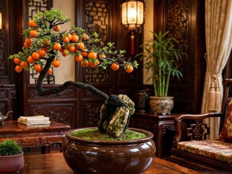 Cây cảnh vua bonsai được nhà giàu săn lùng, quả vàng treo 6 tháng, nam châm hút tài lộc, gia đình vượng 100 năm