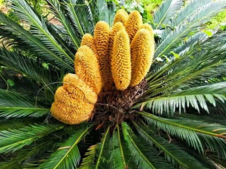 Loại cây ra hoa được người xưa trọng dụng, xem là biểu tượng của vượng tài, tụ lộc