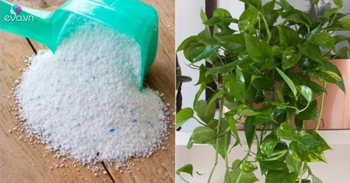Loại bột tưới cây cho hoa nở từng chùm, cây xanh tươi tốt không lo sâu bệnh