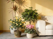 Nhà đẹp - 3 cây cảnh được ví như “bảo bối hút lộc”, dễ chăm, càng trồng lâu càng đẹp, nhà càng thêm sinh khí