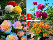 Yêu - Trắc nghiệm: Chọn một chậu hoa, khám phá ngay bạn có phải người giúp bạn đời làm nên nghiệp lớn