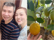 Nhà đẹp - Vợ NSND Công Lý tiếc tiền mãi mới dám mua một cây chanh vàng, nhìn quả sai lúc lỉu vàng ươm mà mê