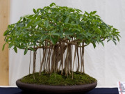Nhà đẹp - Loại lá vừa làm rau vừa làm thuốc, vào chậu làm bonsai giá tiền triệu, càng trồng lâu càng có giá, càng hút lộc mạnh