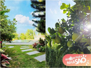 Nhà đẹp - Cảnh hoa trái chen nhau ai nhìn cũng thích tại villa 600m2 của vợ chồng nam diễn viên nổi tiếng VTV ở Phú Thọ
