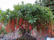 Nhà đẹp - 3 loại cây được ví như "cây tài lộc", nhiều người thích trồng trong sân nhà