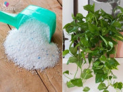 Nhà đẹp - Loại bột tưới cây cho hoa nở từng chùm, cây xanh tươi tốt không lo sâu bệnh