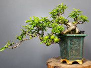 Nhà đẹp - 8 loại lá vừa ăn vừa làm thuốc, trồng vào chậu làm bonsai giá tiền triệu, càng tươi tốt nhà càng nhiều phúc khí, tài lộc