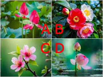 Yêu - Trắc nghiệm: Chọn 1 bông hoa, bóc trần người ấy yêu bạn thật lòng hay đang âm thầm toan tính
