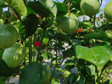 Loại cây giá rẻ tốt cho gan và tim mạch, mang lại sự hài hòa cho phong thủy với người mệnh Hỏa, Mộc, Thủy