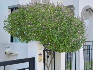 Loại lá vừa ăn vừa làm thuốc, giá 110.000 đồng/kg, trồng một cây làm bonsai trước cổng thơm khắp xóm