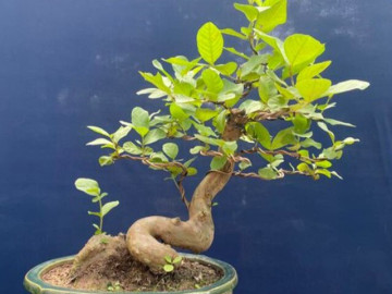Nhà đẹp - Loại lá vừa ăn vừa làm thuốc được, giá 200.000 đồng/kg, vào chậu làm bonsai giá tiền triệu, quả ăn lại càng ngon