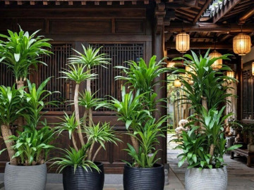 Nhà đẹp - 3 cây cảnh như kho báu xanh khổng lồ, trồng một cây, trấn giữ tài lộc, nuôi dưỡng bình yên cho gia đình
