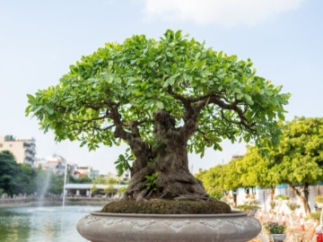 Loại lá vừa làm rau vừa làm thuốc, giá 100.000 đồng/kg, vào chậu làm bonsai giá tiền triệu giúp hút lộc, càng trồng lâu càng có giá