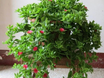5 cây cảnh "đa năng" vừa đẹp nhà vừa ăn được lại hút tài lộc, loại thứ 3 quả giá 500.000 đồng/kg nhưng trồng cực dễ