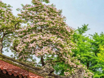 Nhà đẹp - 3 cây cảnh tích phúc, quý hiếm, sống lâu, trồng trước sân phúc lành trăm năm, gia đạo hưng long 3 đời