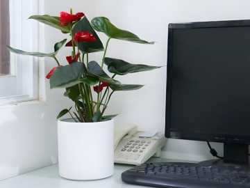 Nhà đẹp - 4 loại cây dễ chăm, phù hợp với góc làm việc của dân văn phòng