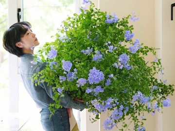 Nhà đẹp - 8 loại hoa "nghiện nở" bất chấp thời tiết, trồng một chậu ở ban công vừa đẹp vừa hút lộc, loại thứ 8 uốn bonsai giá tiền triệu