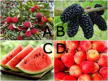 Yêu - Trắc nghiệm: Chọn một loại trái cây, biết ngay bạn có số gặp được người thật lòng yêu thương mình hay không