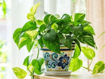 Những vị trí tối kỵ trong nhà tránh đặt cây trầu bà
