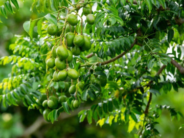 Nhà đẹp - Loại lá vừa ăn vừa làm thuốc giá 100.000 đồng/kg, quả ăn càng ngon hơn, trồng trong chậu làm bonsai giúp hút lộc cực mạnh