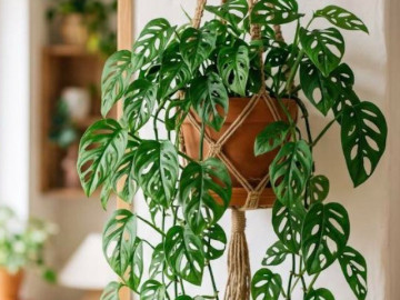 5 loại hoa thác đổ treo ban công đẹp mê mẩn, dễ trồng dễ chăm, người vụng mấy cũng trồng được