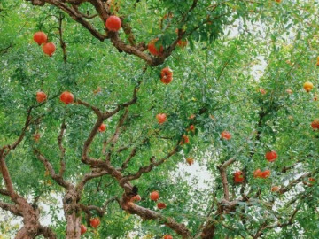 Nhà đẹp - Loại quả vừa ăn vừa làm thuốc, giá 450.000 đồng/kg, trồng vào chậu làm bonsai giá tiền triệu lại hút lộc chiêu tài