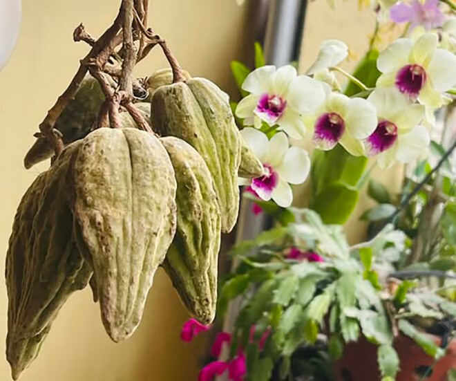 Loại quả mọc bờ rào xưa chín rụng đầy gốc nay thành đặc sản 80.000 đ/kg, trồng một lần thu hoạch nhiều năm, người thành phố ưa chuộng - 1