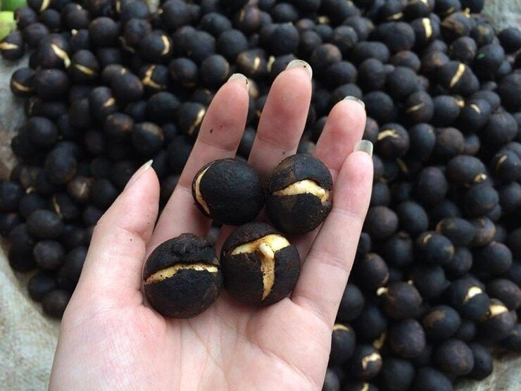 Loại quả xưa chín rụng đầy gốc nay thành đặc sản 120.000 đ/kg, trồng một lần thu hoạch nhiều năm, được ưa chuộng ở thành phố - 2