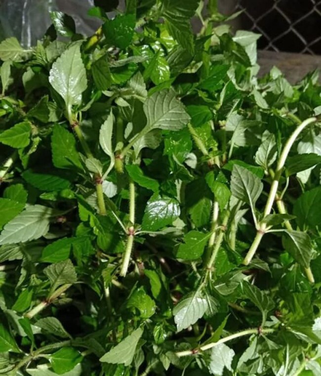 Cây dại mọc bờ mương nay thành đặc sản nổi tiếng, trồng 45 ngày cho thu hoạch, giá 60.000 đồng/kg người thành phố ưa chuộng - 2