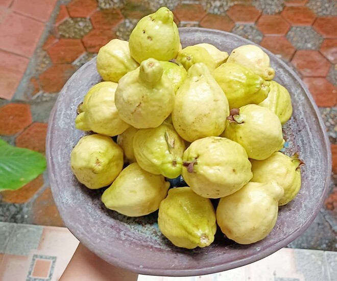 Loại quả tốt trên thế giới, Việt Nam trồng bạt ngàn thành đặc sản có giá 60.000 đ/kg, thu hoạch nhiều năm - 1