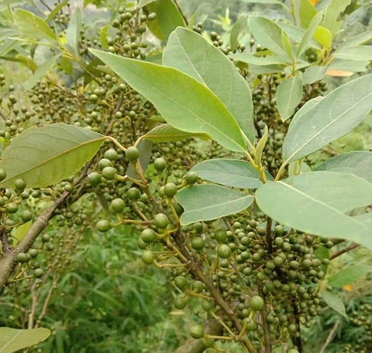 Loại quả xưa chín rụng đầy gốc nay thành đặc sản 150.000 đ/kg, trồng một lần thu hoạch nhiều năm, dân thành phố ưa chuộng - 2
