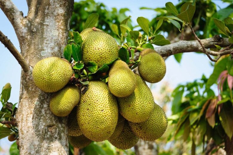 Món xưa chỉ dành cho amp;#34;nhà nghèoamp;#34; nay thành đặc sản giá 50.000 đ/kg, làm nhiều món ăn ngon, tốt cho sức  khỏe - 2
