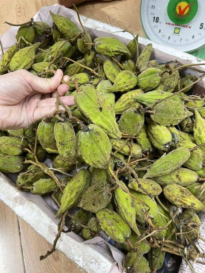 Loại quả mọc bờ rào xưa chín rụng đầy gốc nay thành đặc sản 80.000 đ/kg, trồng một lần thu hoạch nhiều năm, người thành phố ưa chuộng - 3