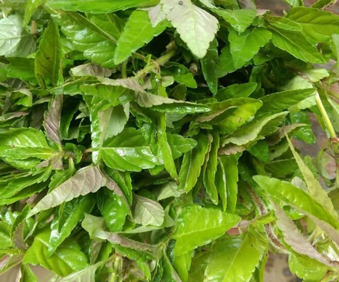 Cây dại mọc bờ mương nay thành đặc sản nổi tiếng, trồng 45 ngày cho thu hoạch, giá 60.000 đồng/kg người thành phố ưa chuộng - 1