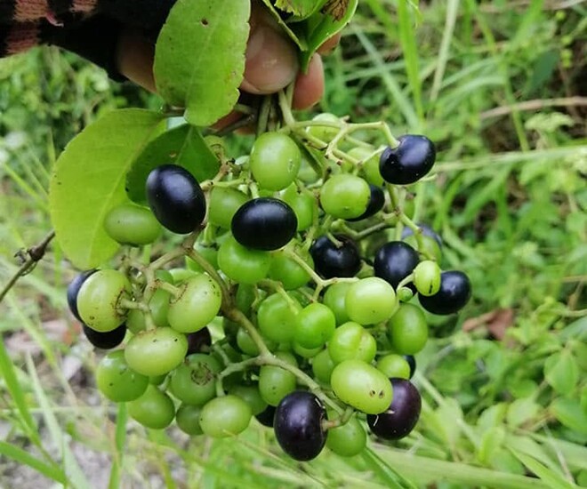 Loại quả mọc bờ rào xưa chín rụng đầy gốc nay thành đặc sản 85.000 đ/kg, trồng một lần thu hoạch nhiều năm, được ưa chuộng ở thành phố - 1