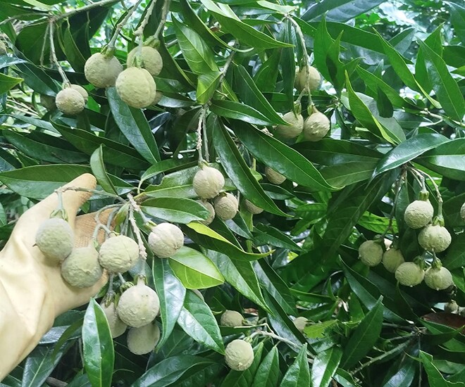 Loại quả xưa chín rụng đầy gốc nay thành đặc sản 120.000 đ/kg, trồng một lần thu hoạch nhiều năm, được ưa chuộng ở thành phố - 1