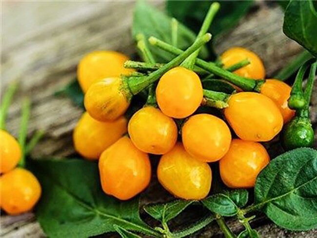 Loại quả đắt nhất thế giới, Việt Nam trồng đại trà như cây cảnh 3 tháng cho thu hoạch, 700.000/kg thành đặc sản nổi tiếng - 3