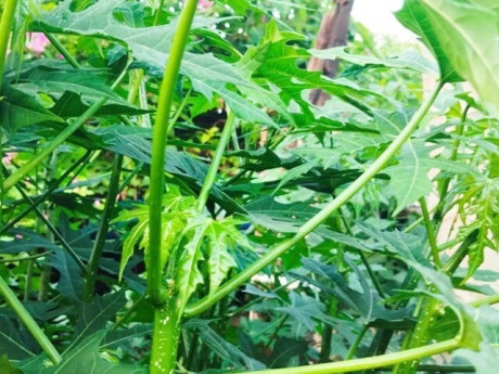 Cây mọc bờ rào "ngọt như mì chính", trồng một lần hái bán quanh năm, thành đặc sản lạ du khách thích mê