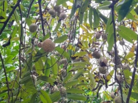 Loại quả mọc bờ rào xưa chín rụng đầy nay thành đặc sản 100.000 đ/kg, trồng một lần thu hoạch nhiều năm, du khách thích thú