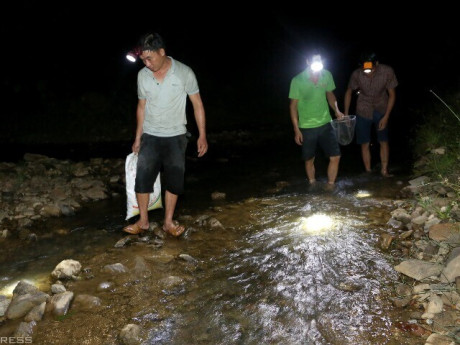 "Lộc trời" ở ven suối là đặc sản nổi tiếng Tuyên Quang, xưa không ai ăn nay người thành phố ưa chuộng, 160.000 đồng/kg