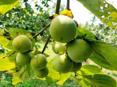 Loại quả ngon này có chiếc “vòng khuyên” lạ mắt, hễ bán là nông dân Lạng Sơn thu hàng trăm triệu đồng